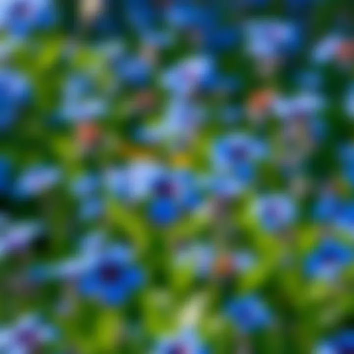 A vibrant display of blue flowers blooming in a garden setting, showcasing their beauty and variety.