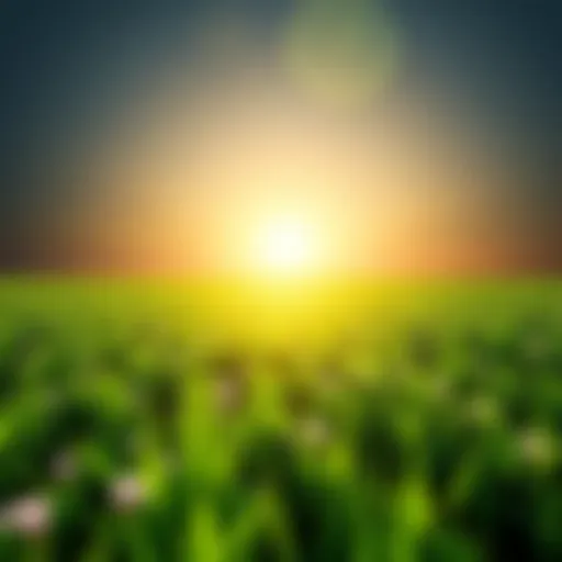 A vibrant field filled with bright light and greenery, symbolizing hope and positivity.