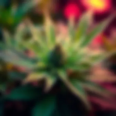 Close-up of a cannabis plant with lush green leaves, highlighting its medicinal properties for pain relief.