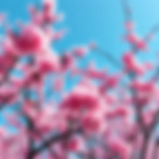 A view of cherry blossom trees in bloom, showcasing pink flowers against a clear blue sky, symbolizing spring and renewal in Japan.