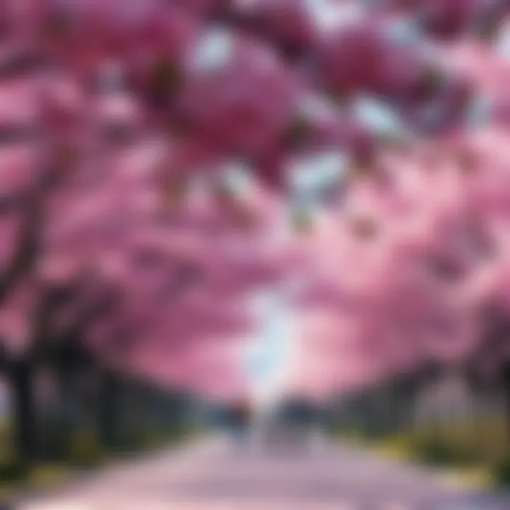 A park filled with vibrant pink cherry blossom trees during springtime, attracting people enjoying the scenery.