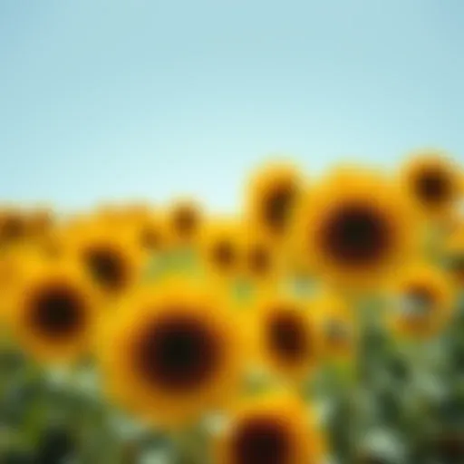 A bright field filled with blooming sunflowers under a clear blue sky
