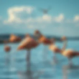 Flamingos Relaxing in Nature A group of flamingos standing in shallow water, preening and relaxing under the sun.