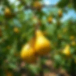 A lush pear orchard showcasing sustainable farming methods with green trees and healthy fruit