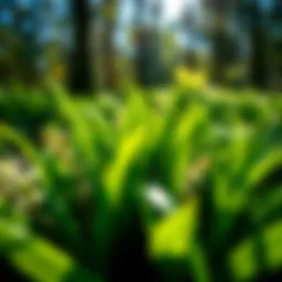 Fresh Wild Garlic Leaves A close-up of vibrant wild garlic leaves growing in a forest, with sunlight filtering through the trees.