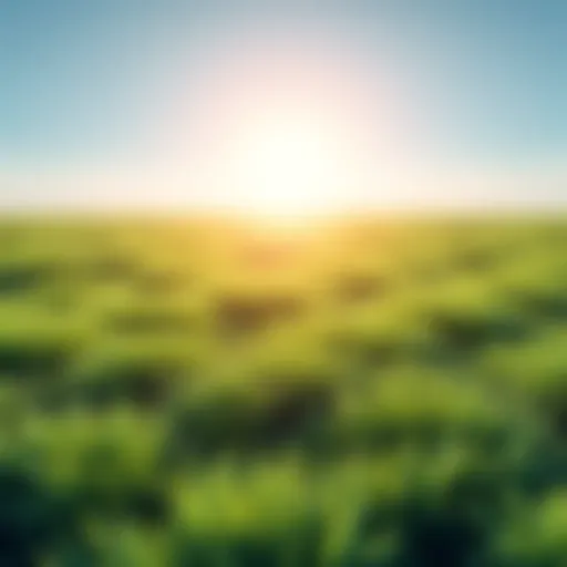 Grass terrain created in Blender A vast grassy area with realistic grass particles along the edges in Blender