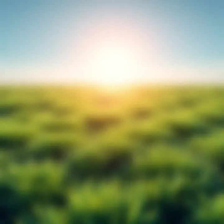 Grass terrain created in Blender A vast grassy area with realistic grass particles along the edges in Blender