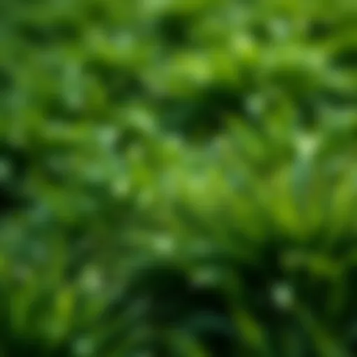 A close-up view of grass textures with visible opacity maps showcasing detailed layering and integration in a digital scene.