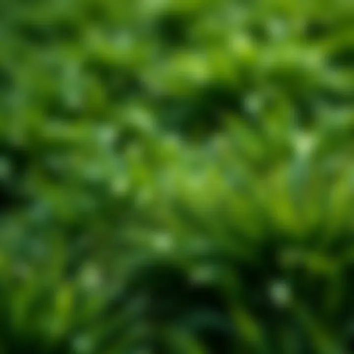 A close-up view of grass textures with visible opacity maps showcasing detailed layering and integration in a digital scene.