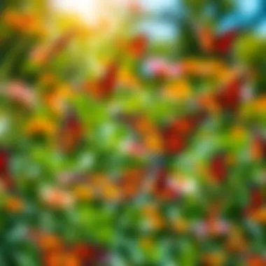 Colorful Monarch butterflies fluttering among flowers in a sunny garden