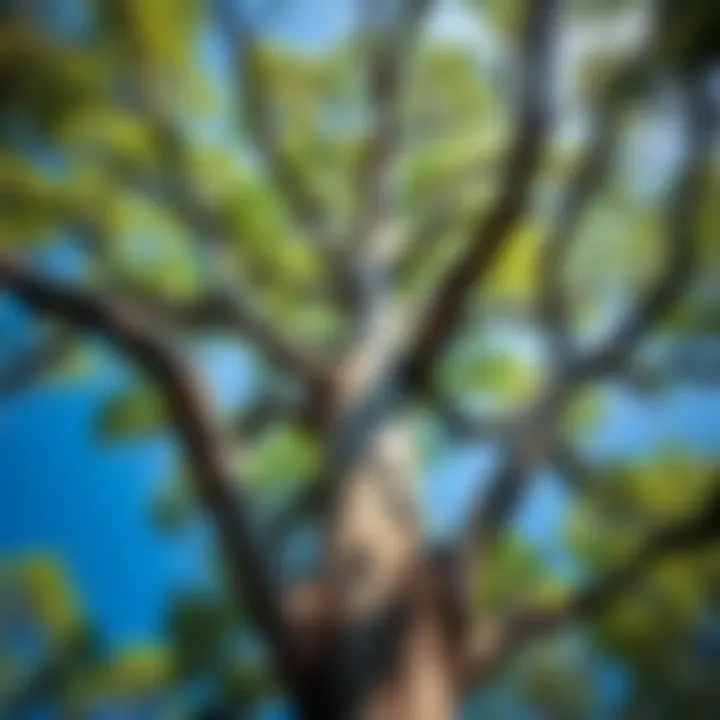 A tall Mother Gum tree with a wide trunk and lush green leaves standing against a blue sky, highlighting its strength and beauty.