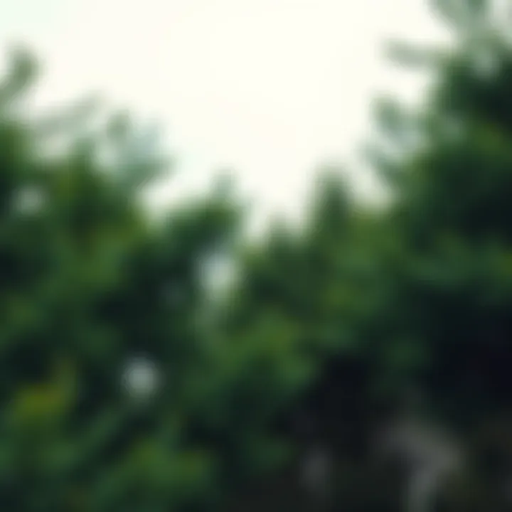 A strong wind blowing through green trees, causing leaves to flutter and branches to sway.